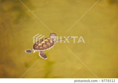 Baby turtle 9778512