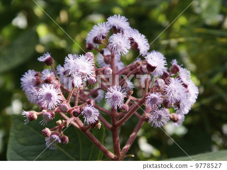 Purple flowers Purple flowers 9778527