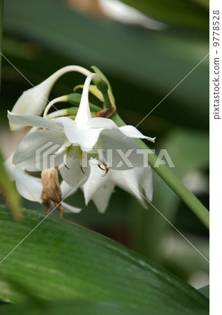Amazon Lily Amazon Lily 9778528