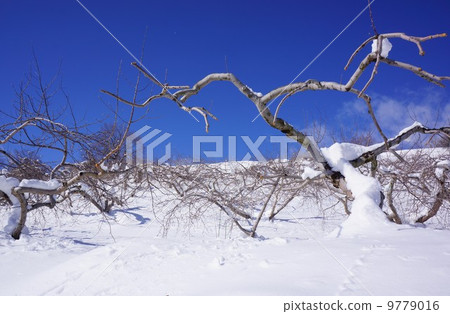 Snow apple field 9779016