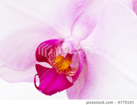 Orchid radiant flower texture Orchid radiant flower texture 9779105