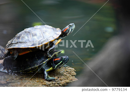 Turtle 9779134