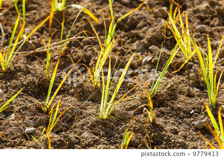 Green plant in the field 9779413