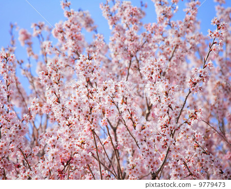 Cherry tree in Japan Cherry tree in Japan 9779473
