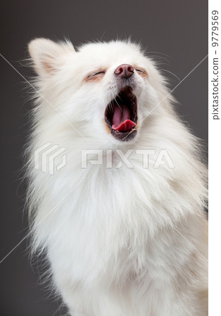Pomeranian yawn 9779569