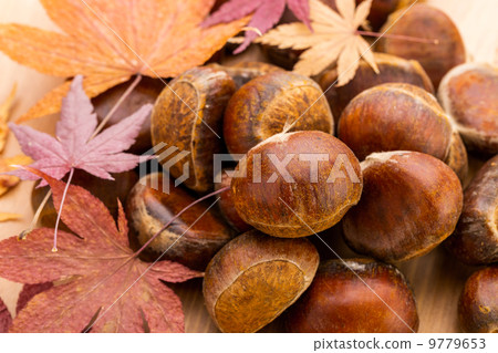 Chestnut and maple 9779653