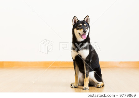 Shiba in black 9779869