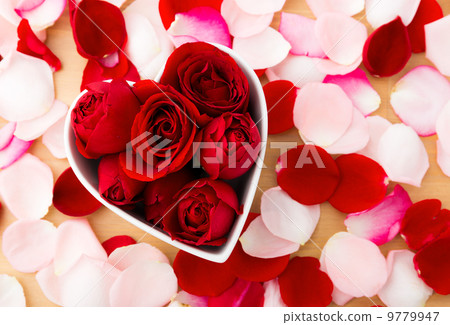 Beautiful Red rose inside the heart shape bowl with petal beside Beautiful Red rose inside the heart shape bowl with petal beside 9779947