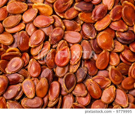 Red melon seed 9779995