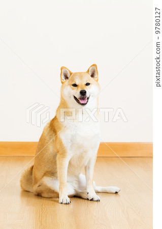 Shiba 9780127