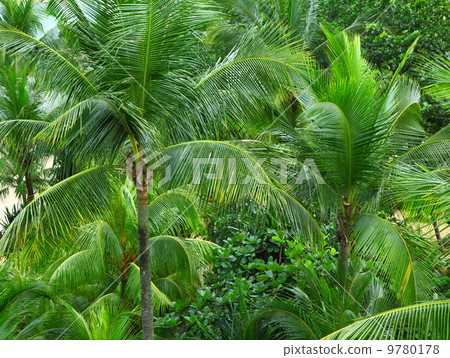 Palm trees forest Palm trees forest 9780178