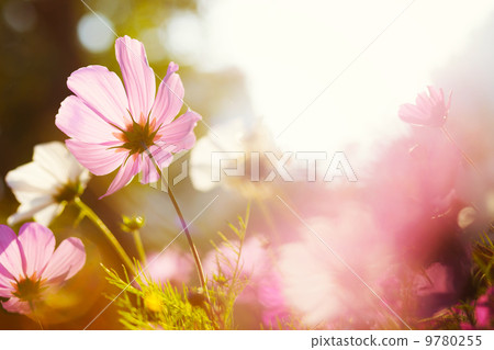 Daisy flower against the sunlight Daisy flower against the sunlight 9780255