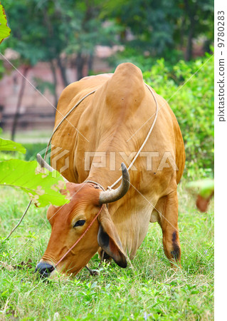 Cow 9780283