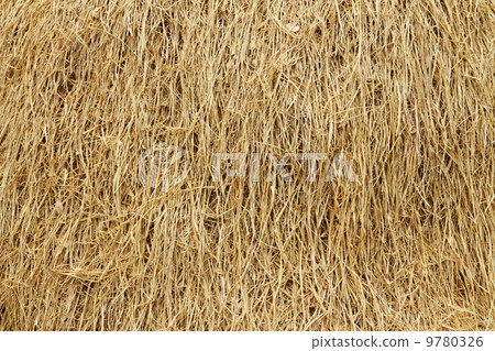 Dried reed 9780326