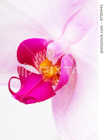 Orchid flowers 9780443