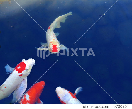 Koi fish 9780501