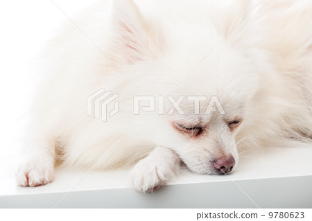 Sleeping pomeranian 9780623
