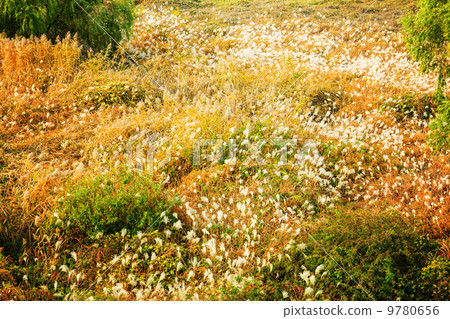 Wildgrass on mountain Wildgrass on mountain 9780656