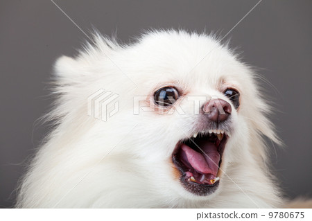 White pomeranian barking White pomeranian barking 9780675