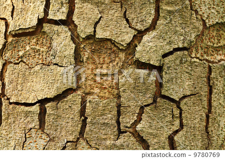 Tree bark Tree bark 9780769