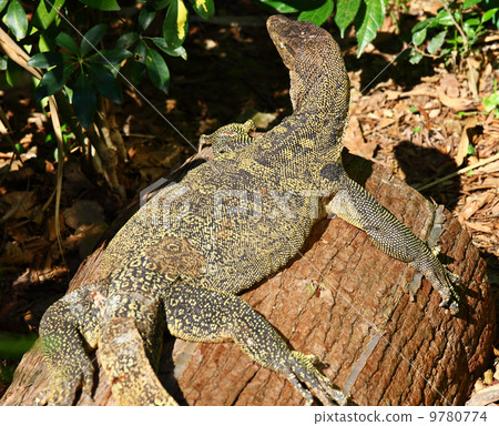 Giant Plated Lizard 9780774