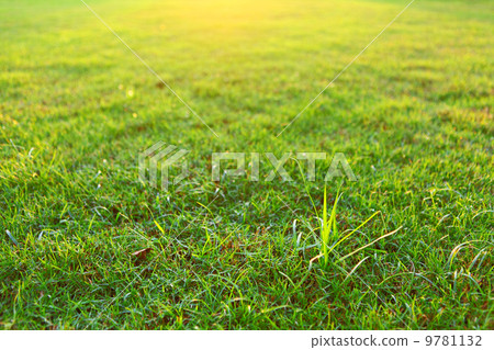 Green lawn with sunlight 9781132