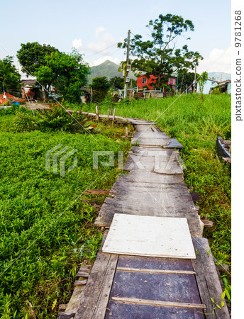 Wooden bridge through the mangrove reforestation 9781268