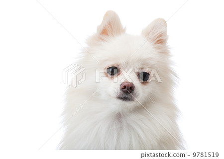 Adorable white Pomeranian puppy Adorable white Pomeranian puppy 9781519