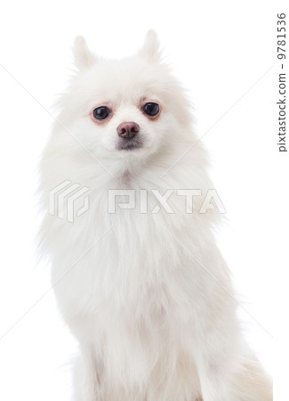 Pomeranian pet dog Pomeranian pet dog 9781536