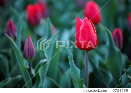 Tulips in red Tulips in red 9781769