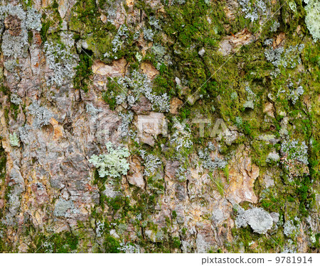 Lichen 9781914