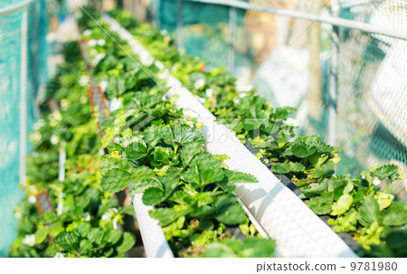 Organic hydroponic strawberry field Organic hydroponic strawberry field 9781980