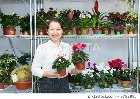 woman chooses Cyclamen plant woman chooses Cyclamen plant 9782995