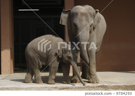 亞洲大象的父母和孩子 9784293