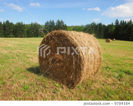 Roll veil of Prince Edward Island Roll veil of Prince Edward Island 9784384
