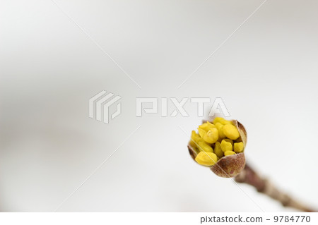 三束的一束芽 三束的一束芽 9784770