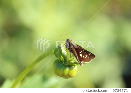 Shizukushi停在萌芽狀態 9784771