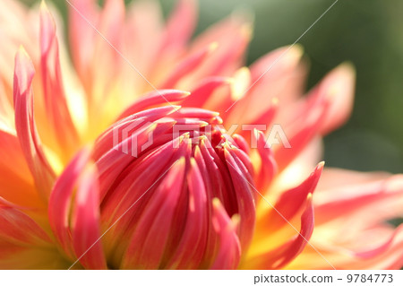 打開大麗花 9784773