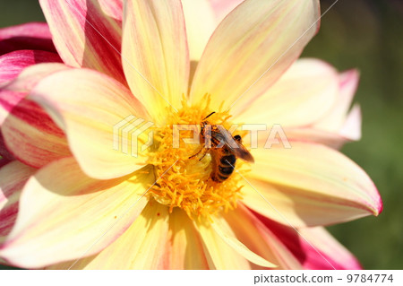 蜂蜜吮吸大麗花的花蜜 9784774
