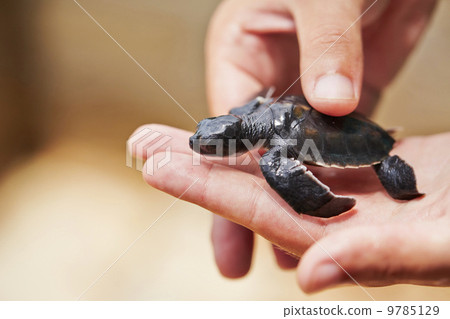 Newborn of turtle 9785129