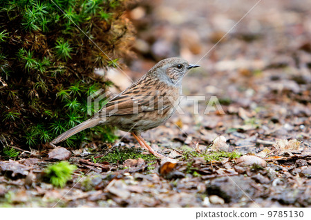 Dunnock (Prunella modularis) Dunnock (Prunella modularis) 9785130
