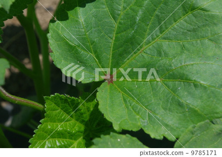 黃秋葵的葉子 9785171