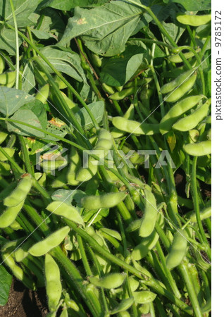 收穫後的毛豆 收穫後的毛豆 9785172