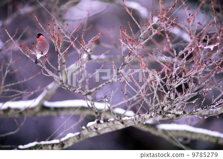 紅色和雪 9785279