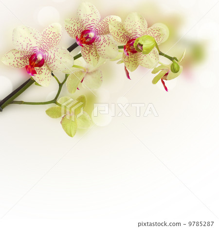 orchid flowers 9785287