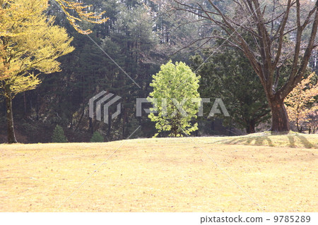 Bright green park 9785289