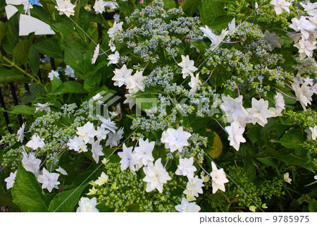 藍色繡球花 9785975