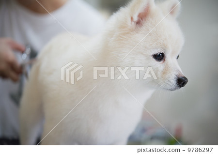 Trimmed white Chihuahuas Trimmed white Chihuahuas 9786297