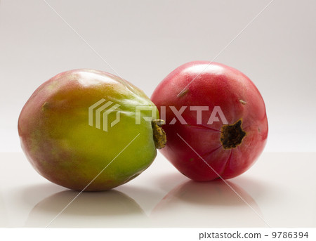 Apple cactus . Apple cactus . 9786394