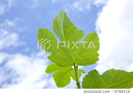 果樹·無花果葉 果樹·無花果葉 9786418